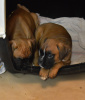 Elsa x Recon puppies